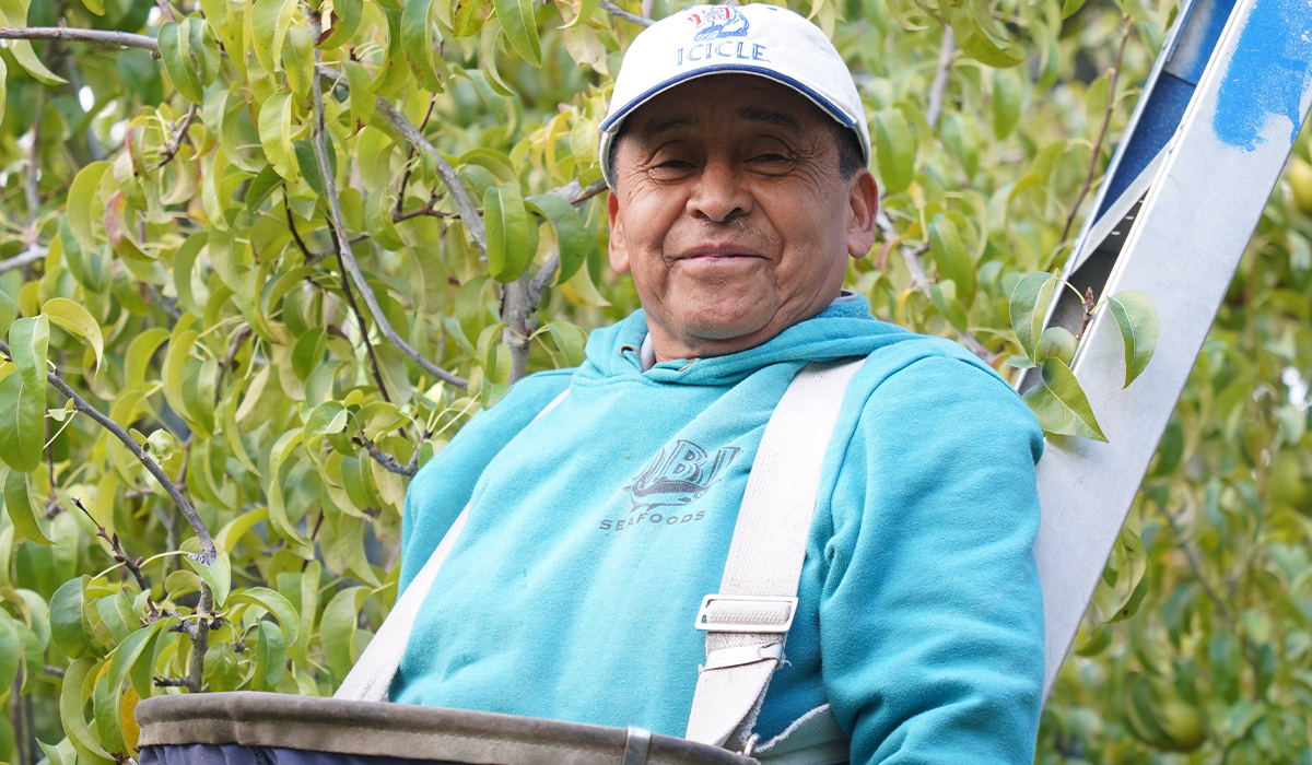 A WVC HOEEP student wearing a harvesting bag stands on a ladder in an orchard.