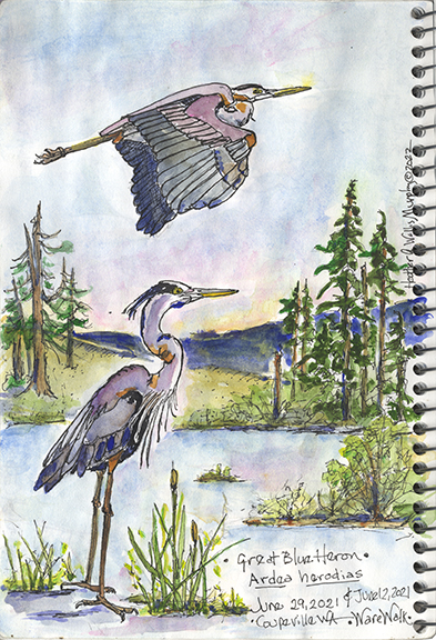 Heather Wallis Murphy's artwork "Great Blue Heron Flight." Artwork is the property of Heather Wallis Murphy.
